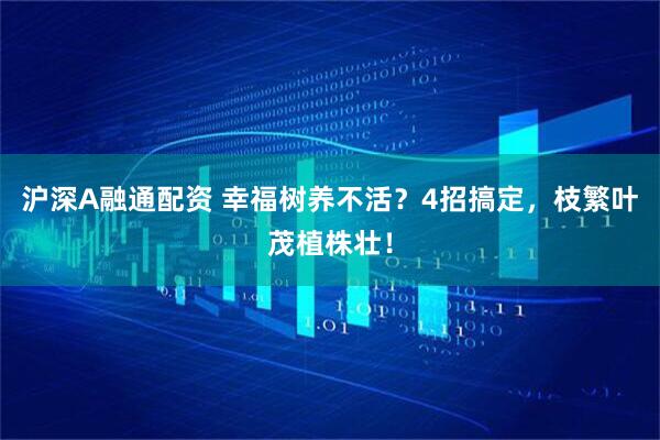 沪深A融通配资 幸福树养不活？4招搞定，枝繁叶茂植株壮！